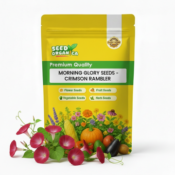Morning Glory Seeds - Crimson Rambler