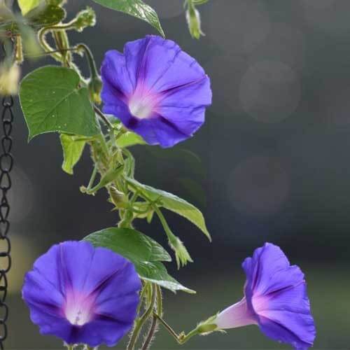 Morning Glory Seeds - Flower Plant