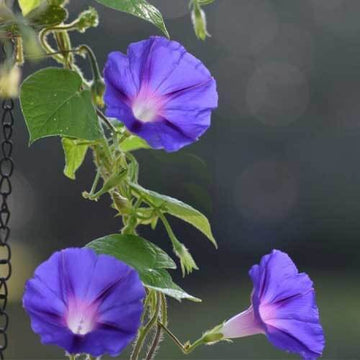 Morning Glory Seeds - Flower Plant
