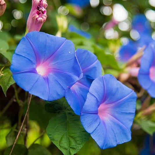Morning Glory Seeds - Flower Plant