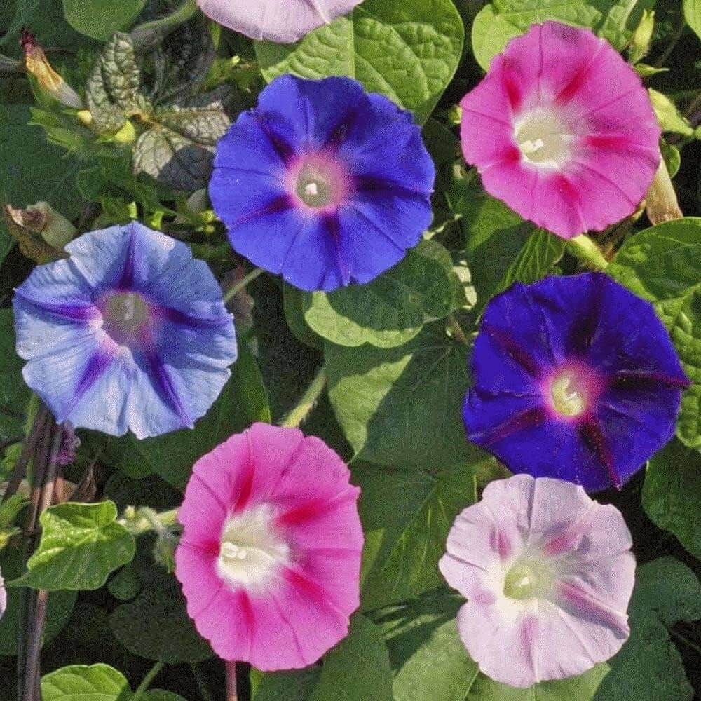 Morning Glory Seeds - Flower Plant
