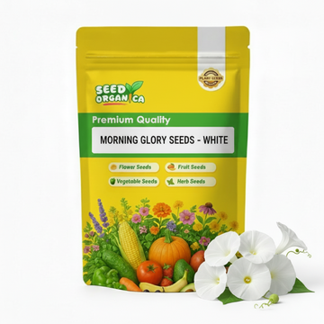 Morning Glory Seeds - White