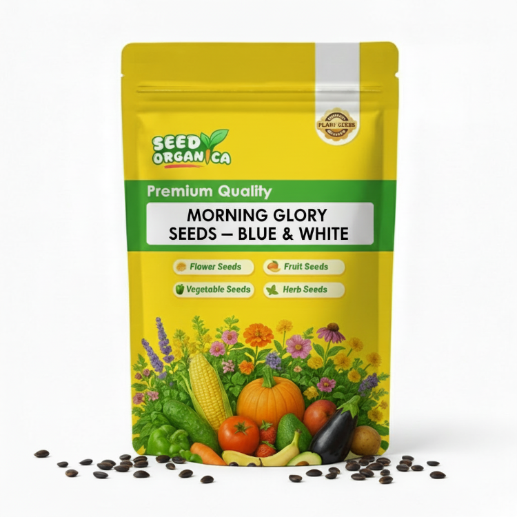 Morning Glory Seeds – Blue & White