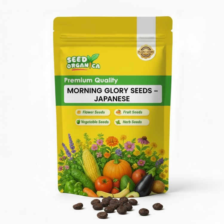 Morning Glory Seeds – Japanese