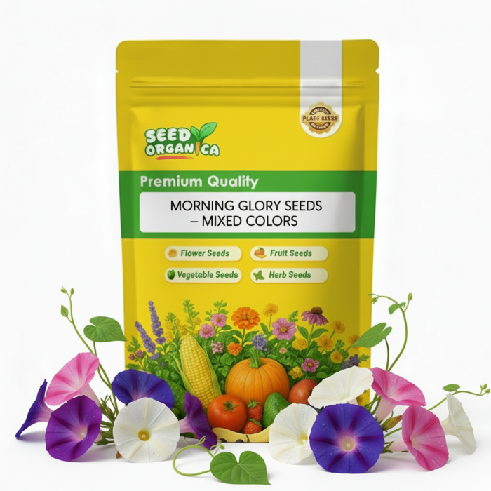 Morning Glory Seeds – Mixed Colors