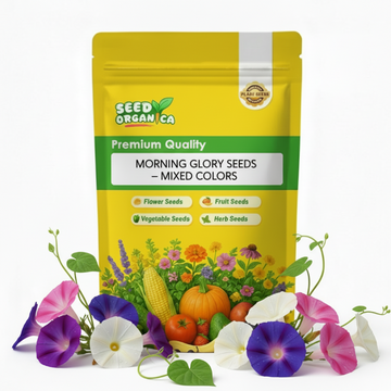 Morning Glory Seeds – Mixed Colors