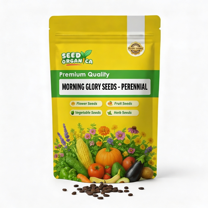 Morning Glory Seeds – Perennial
