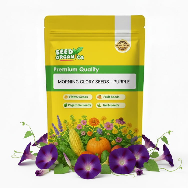 Morning Glory Seeds – Purple