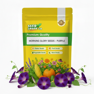 Morning Glory Seeds – Purple