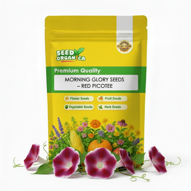 Morning Glory Seeds – Red Picotee
