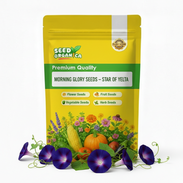 Morning Glory Seeds – Star of Yelta
