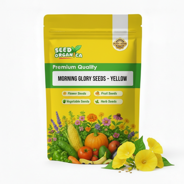 Morning Glory Seeds – Yellow