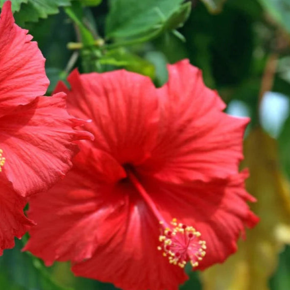 Moscheutos Hibiscus Seeds 