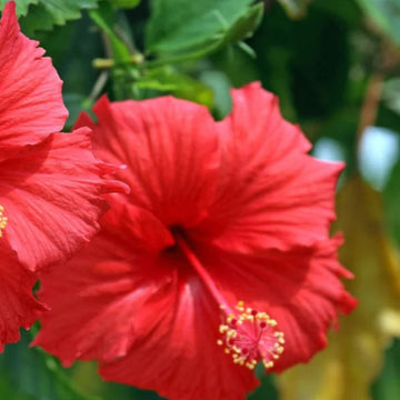 Moscheutos Hibiscus Seeds 