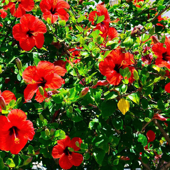 Moscheutos Hibiscus Seeds 