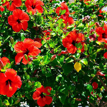Moscheutos Hibiscus Seeds 