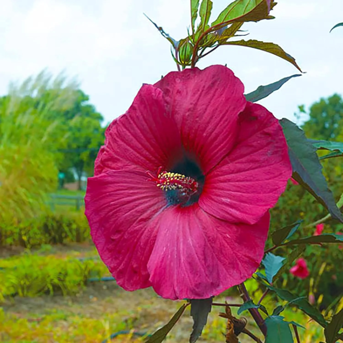 Moscheutos Hibiscus Seeds 