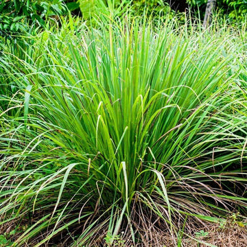Mosquito Plant Seeds