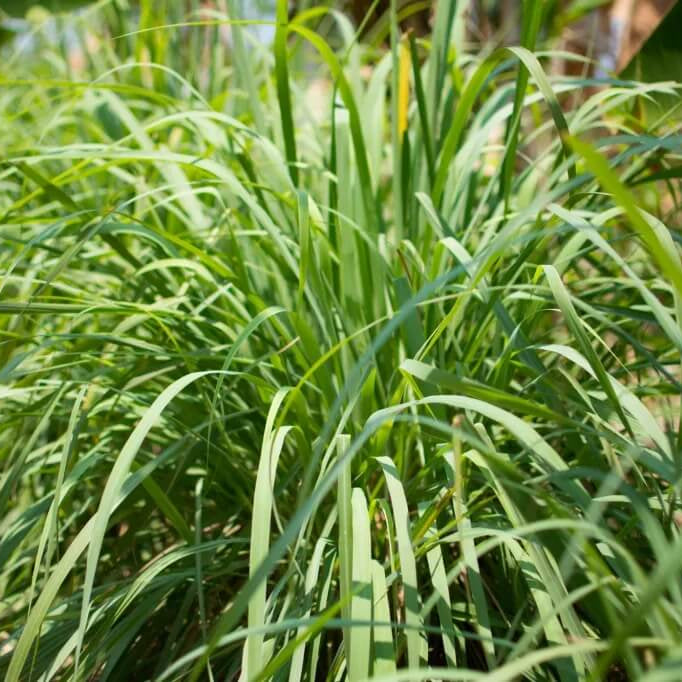 Mosquito Plant Seeds