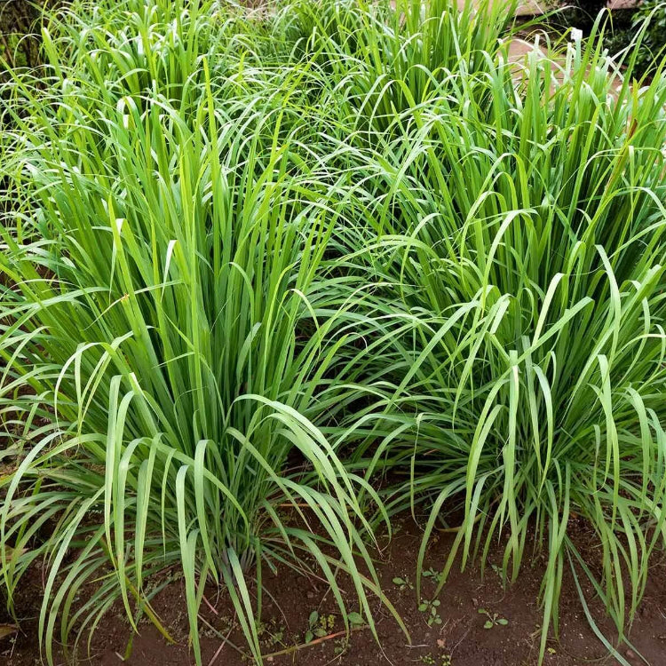 Mosquito Repellent Plant Seeds