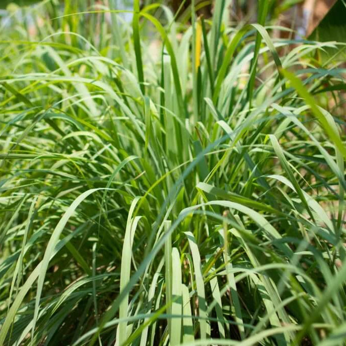Mosquito Repellent Plant Seeds