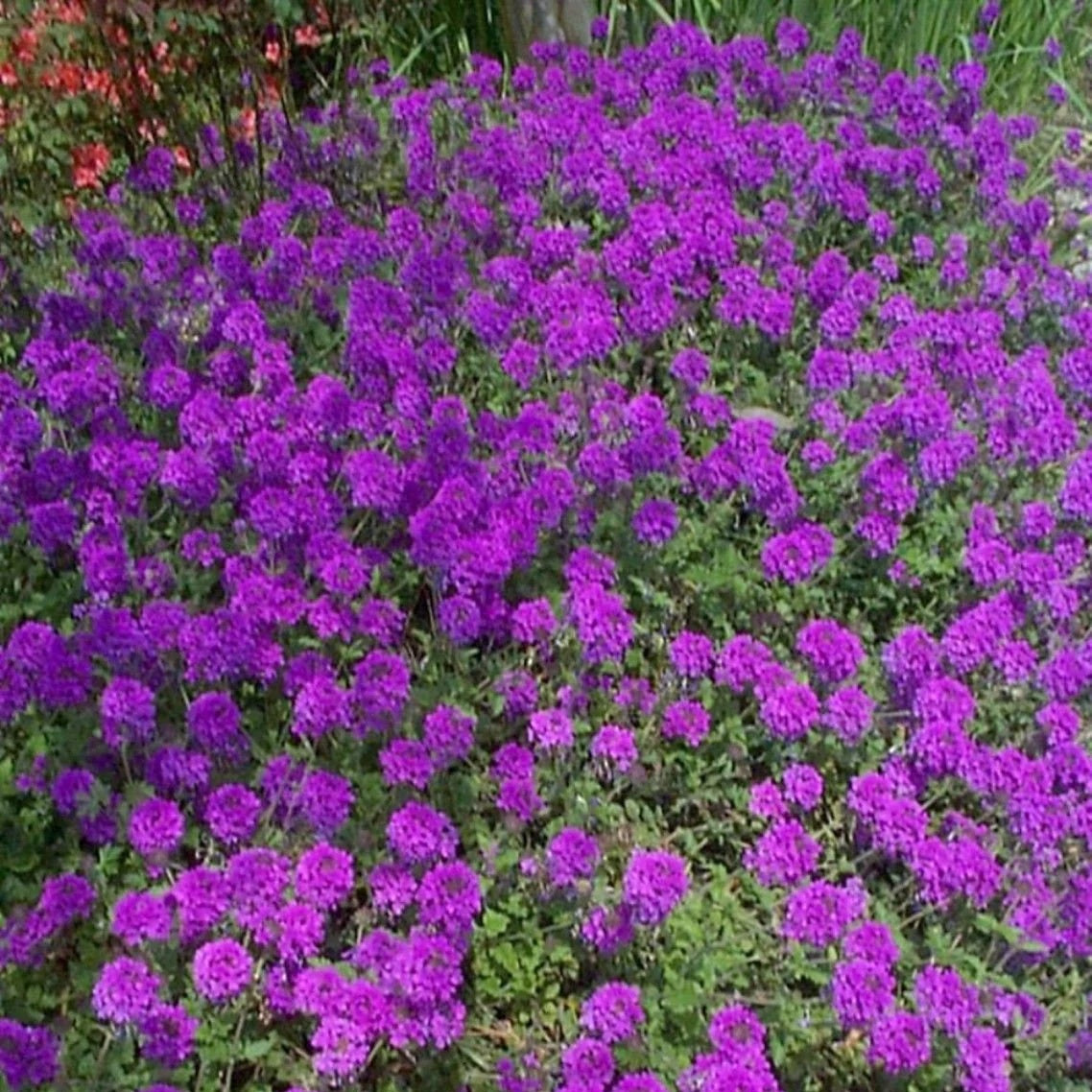 Moss Groundcover Verbena Seeds 
