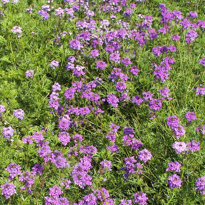 Moss Groundcover Verbena Seeds 