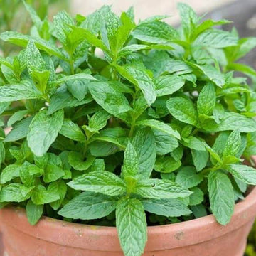 Moss Mint Seeds