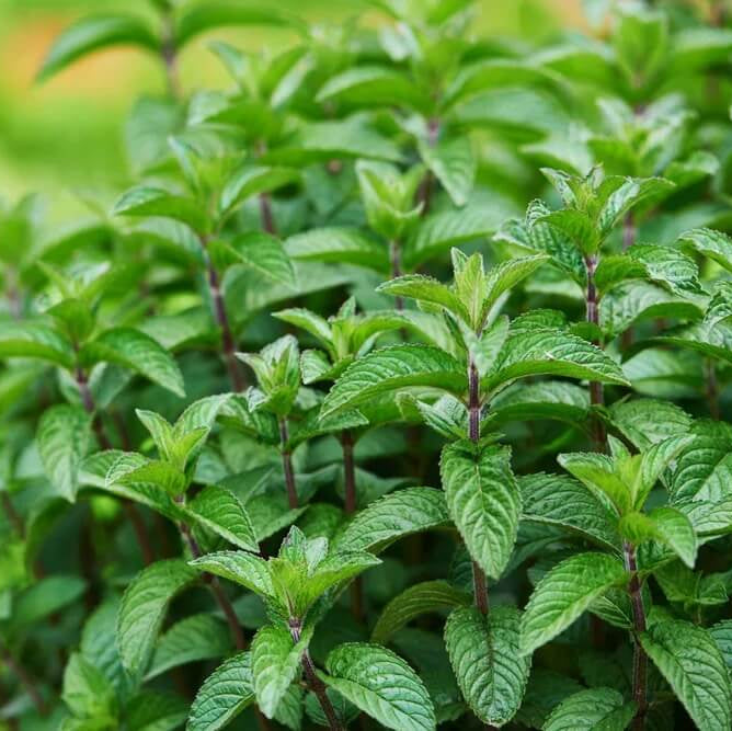 Moss Mint Seeds