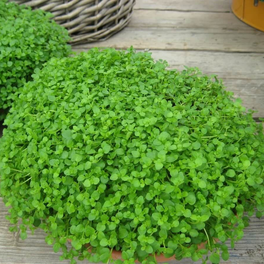 Moss Mint Seeds