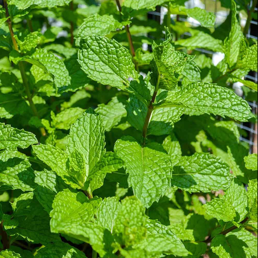 Moss Mint Seeds