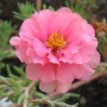 Moss Rose Portulaca Seeds - Flower Plant