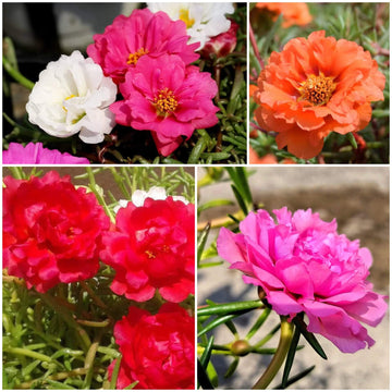 Moss Rose Seeds - All In One For Home Gardens
