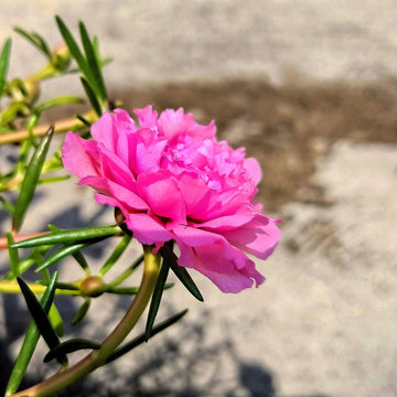 Moss Rose Seeds - All In One For Home Gardens