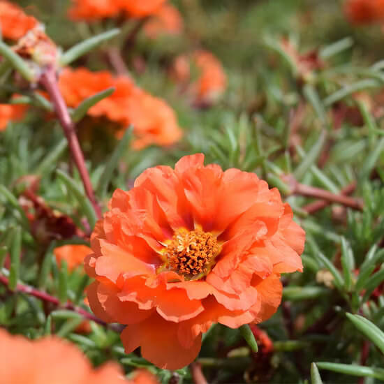 Moss Rose Seeds - All In One For Home Gardens