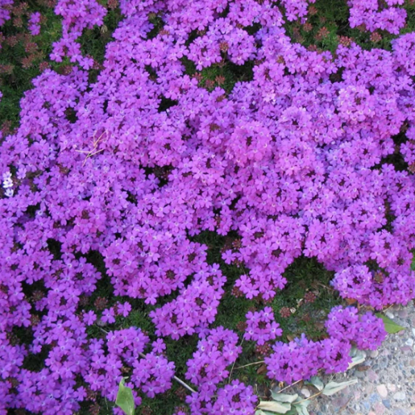 Moss Verbena Seeds 