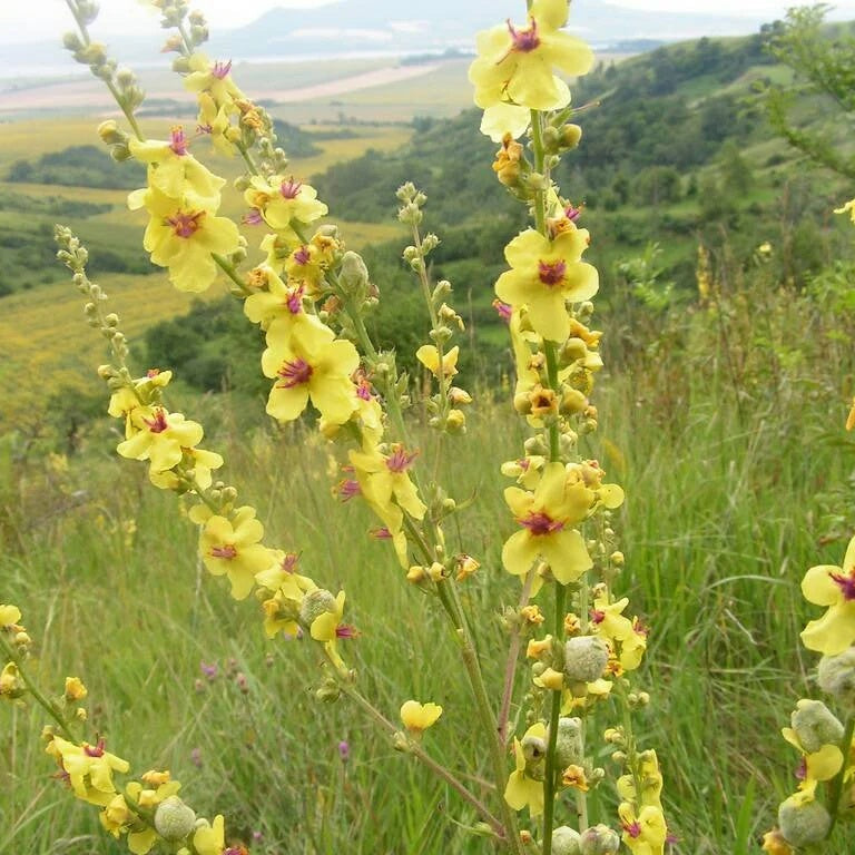 Moth Mullein Seeds