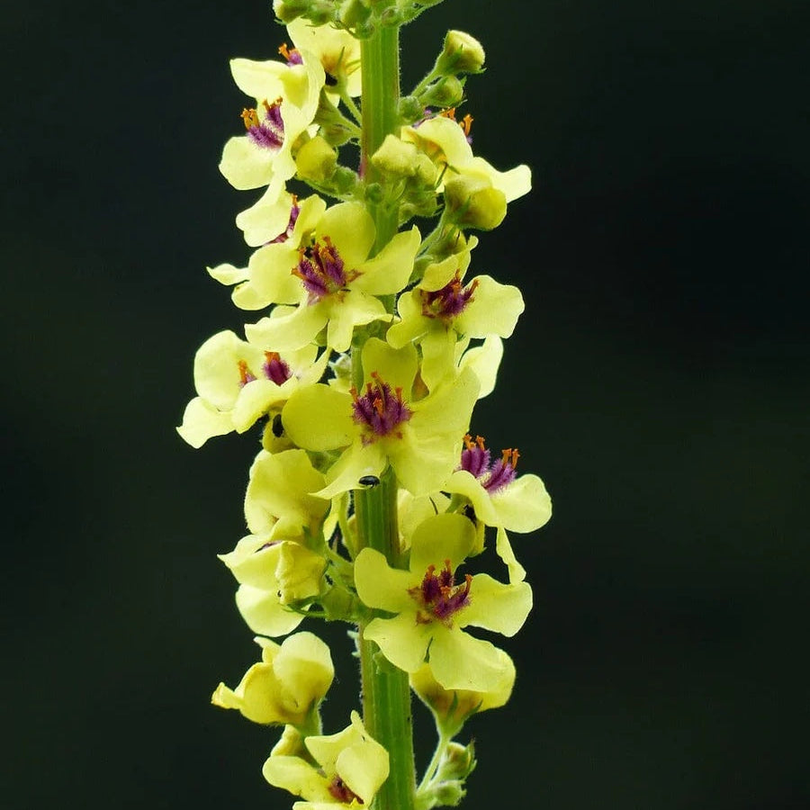 Moth Mullein Seeds