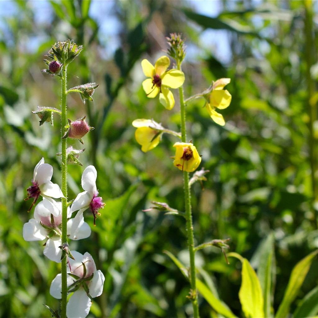 Moth Mullein Seeds