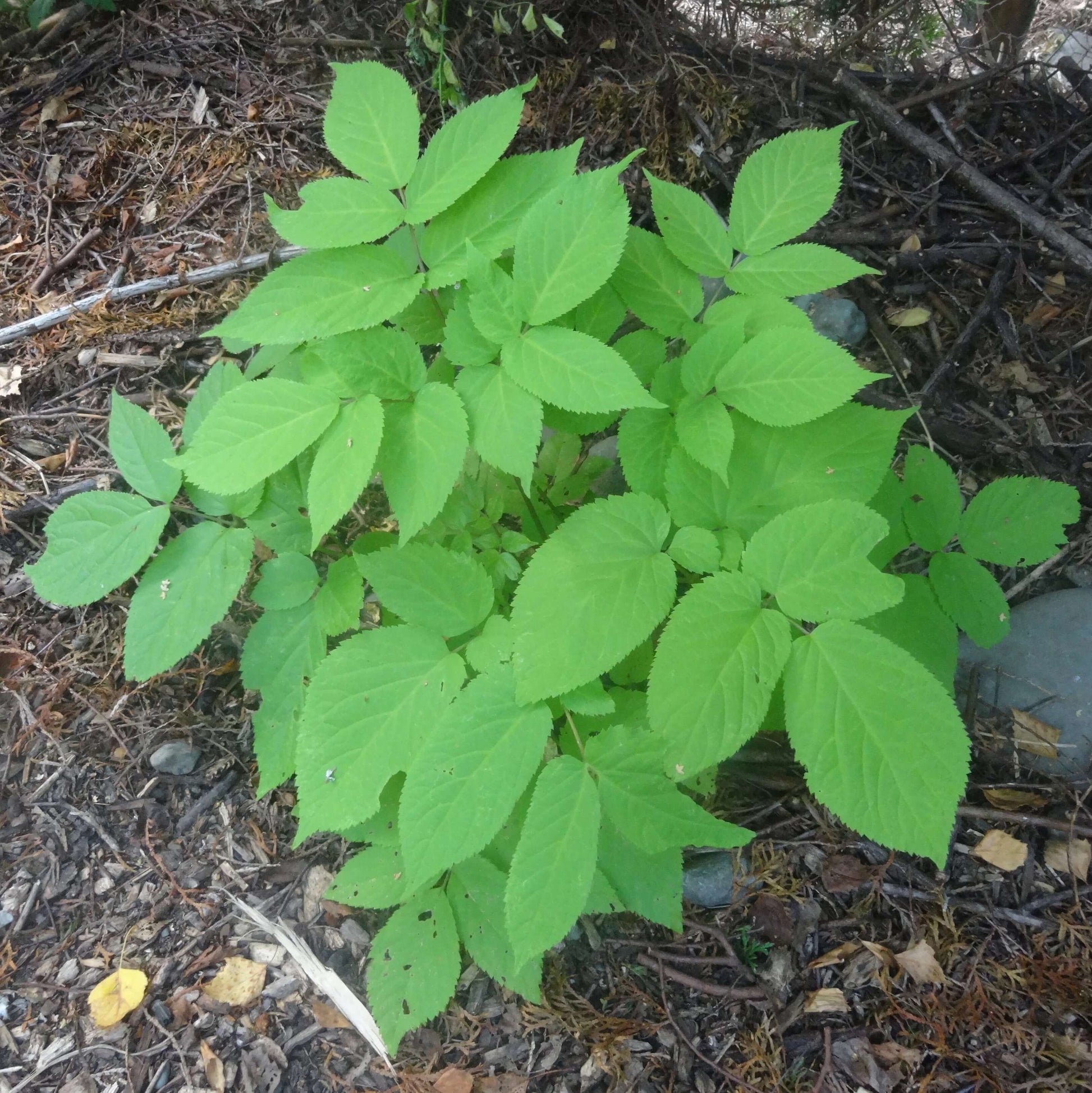 Mountain Asparagus Seeds