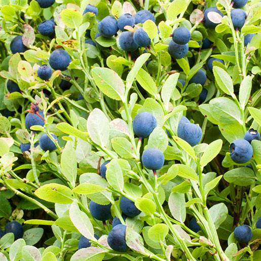 Mountain Blueberry Seeds