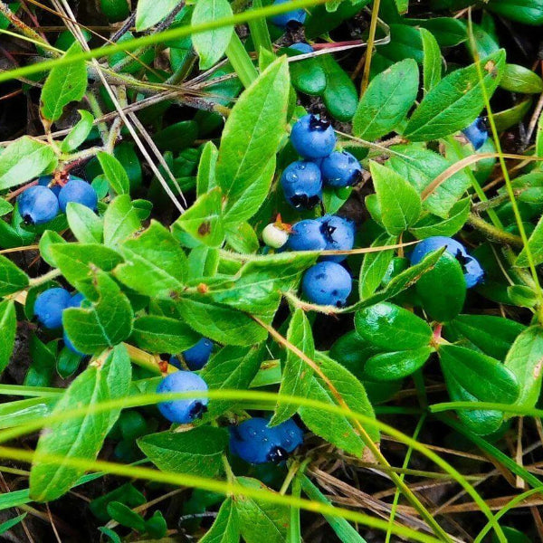 Mountain Blueberry Seeds