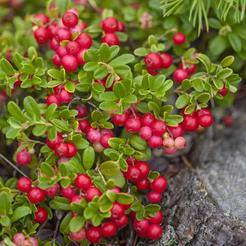 Mountain Cranberry Seeds - Fruit Plant
