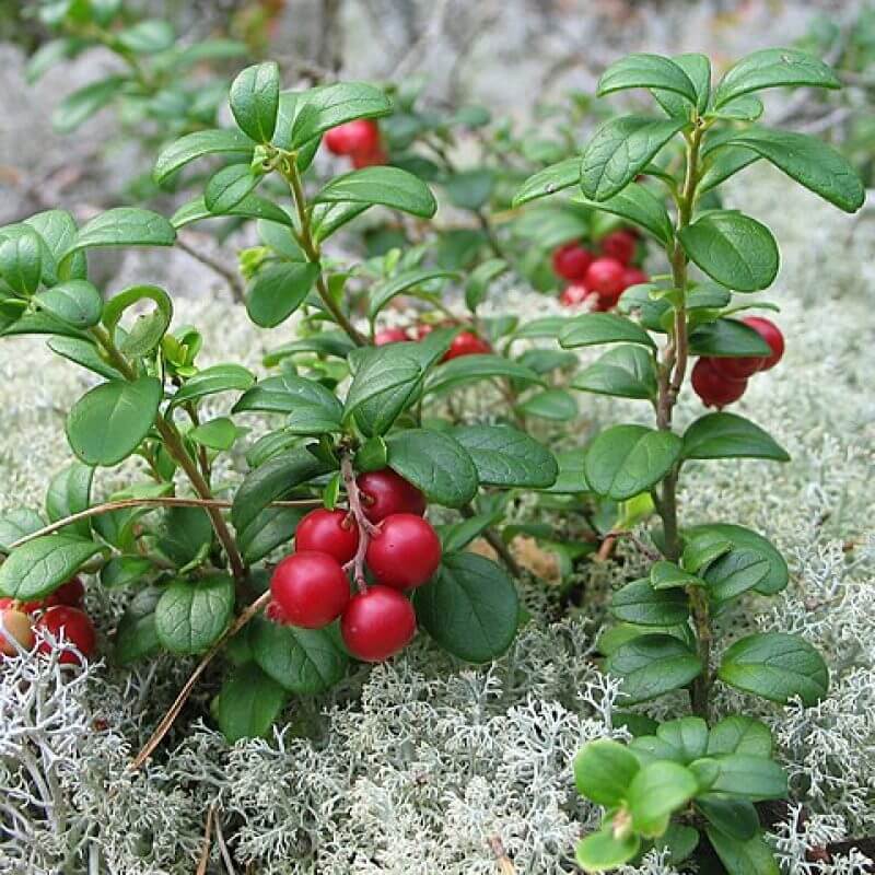 Mountain Cranberry Seeds - Fruit Plant