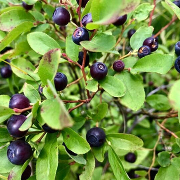 Mountain Huckleberry Seeds