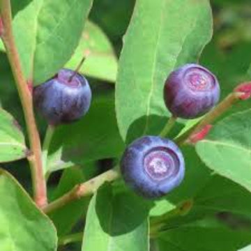 Mountain Huckleberry Seeds