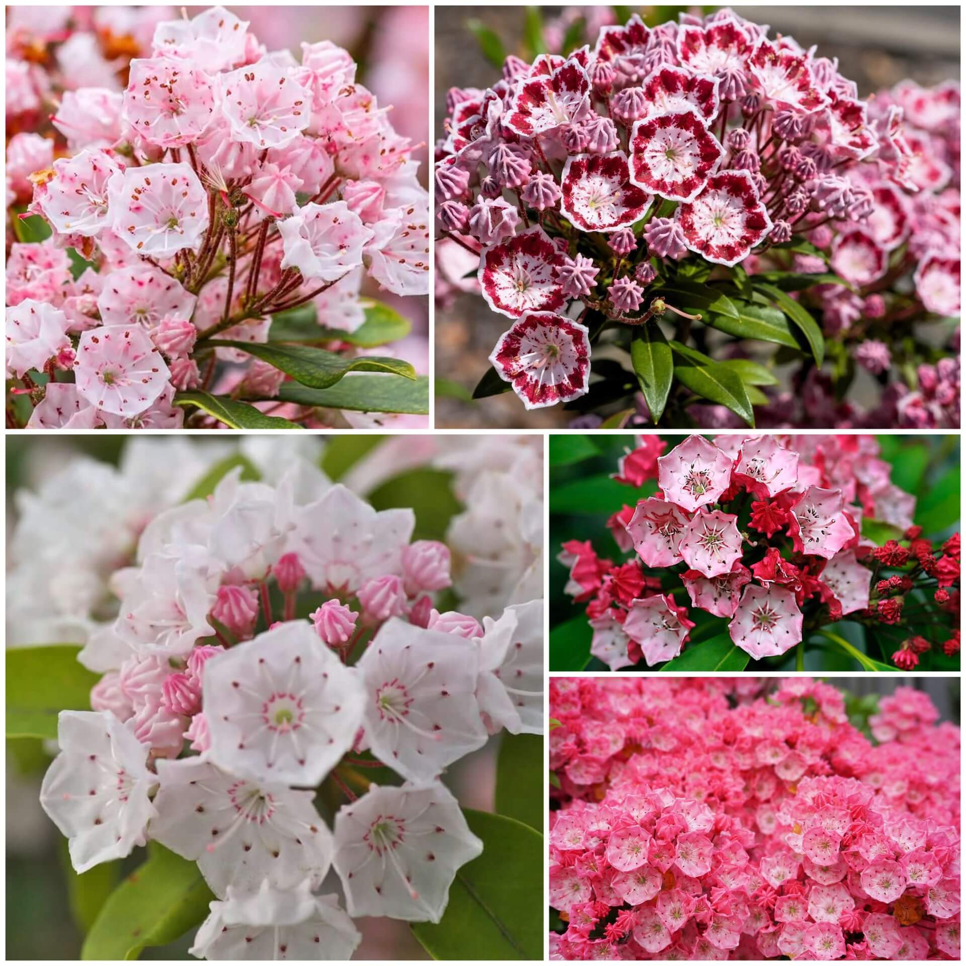 Mountain Laurel Seeds - All In One For Home Gardens