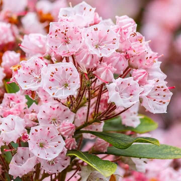 Mountain Laurel Seeds - All In One For Home Gardens