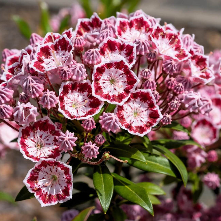 Mountain Laurel Seeds - All In One For Home Gardens