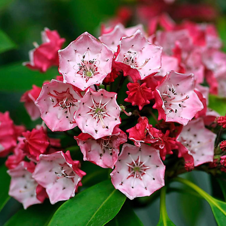 Mountain Laurel Seeds - All In One For Home Gardens